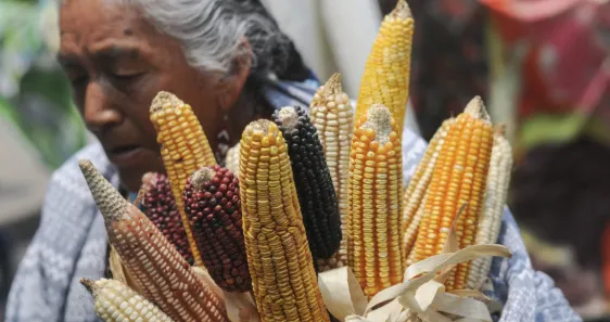 Defenderemos nuestra postura sobre maíz transgénico: México a EU